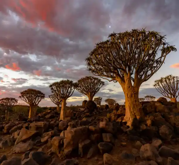 South African Landscape